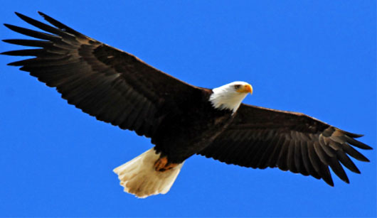 Hope in God . . . ‘Who fills your days with good things, so your youth is renewed like the eagle’s’