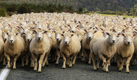 Former Yale professor: Colleges turning out ‘excellent sheep’, that are ‘anxious and lost’