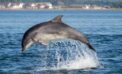 All clear in the strait? But look out for the kamikaze dolphins