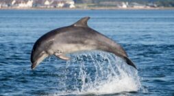 All clear in the strait? But look out for the kamikaze dolphins